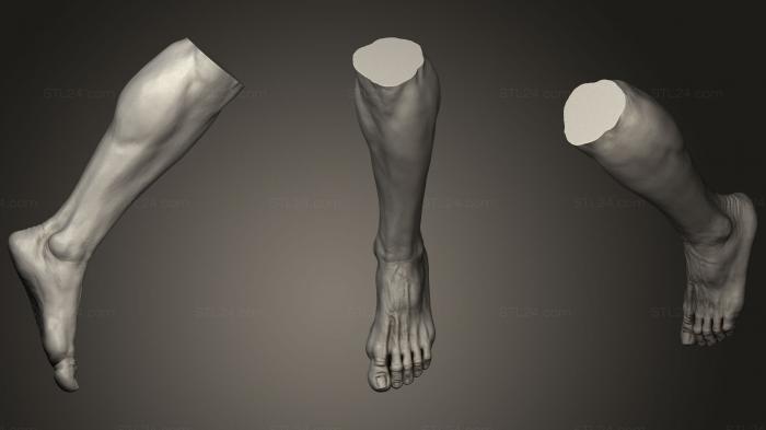 Анатомия скелеты и черепа (Мужская нога 324, ANTM_0791) 3D модель для ЧПУ станка